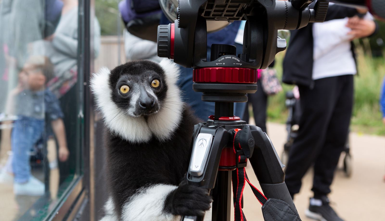 Photographic Experience Days at Marwell Zoo - Hampshire Microgap